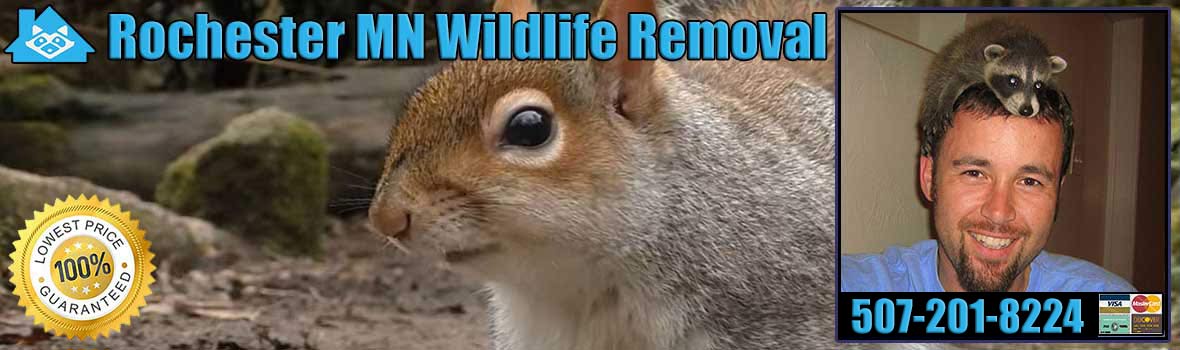 Rochester Wildlife and Animal Removal