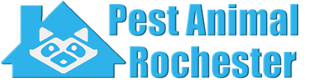 Rochester Wildlife and Animal Removal